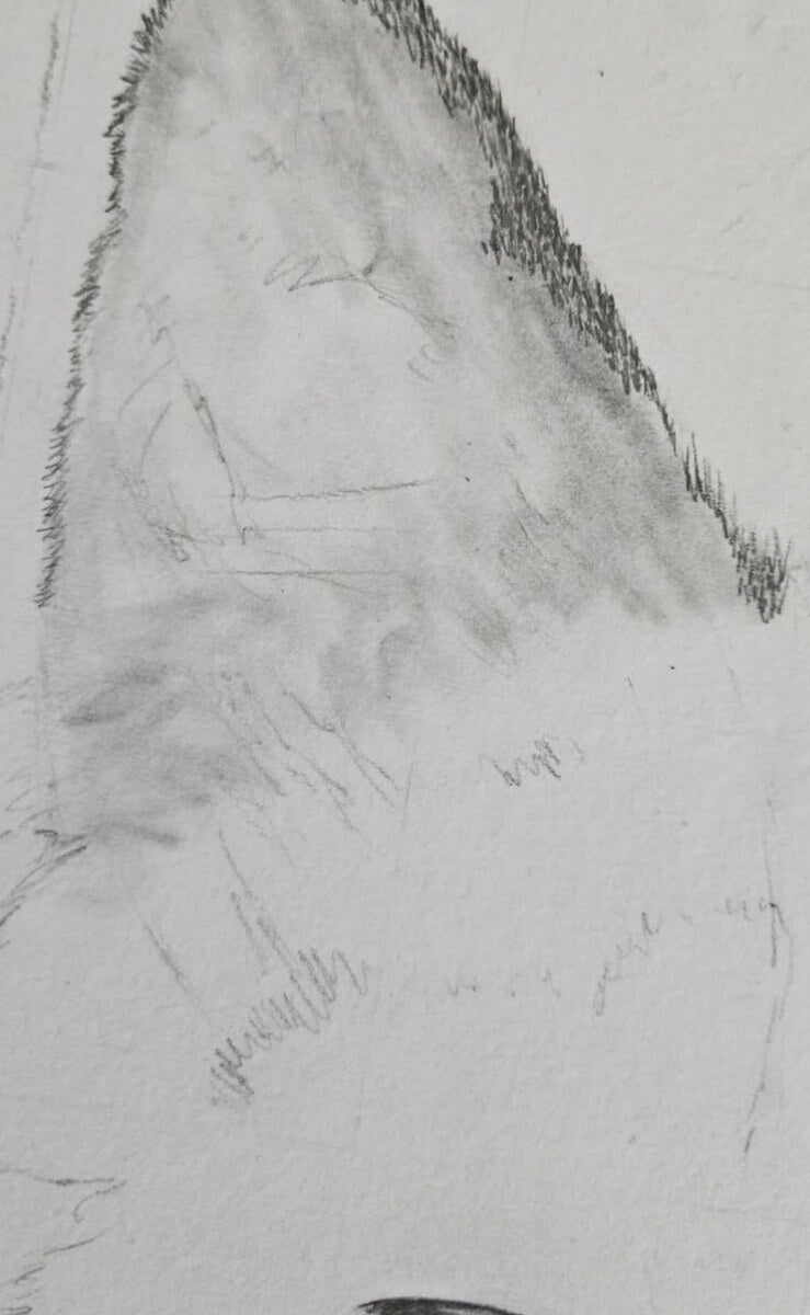 Pencil drawing of a cat's ear