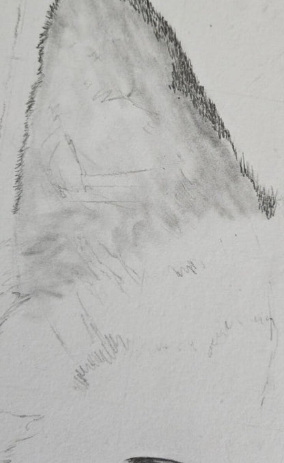 Pencil drawing of a cat's ear