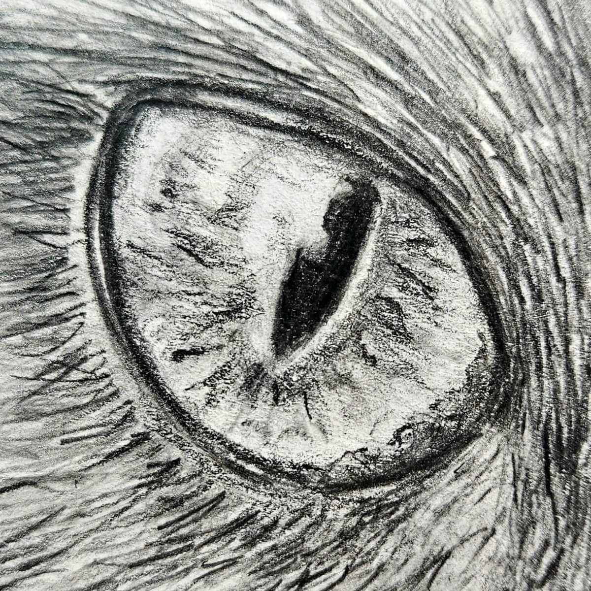 Detailed pencil drawing of a cat's eye with textured fur.