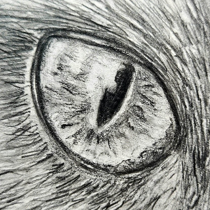 Detailed pencil drawing of a cat's eye with textured fur.