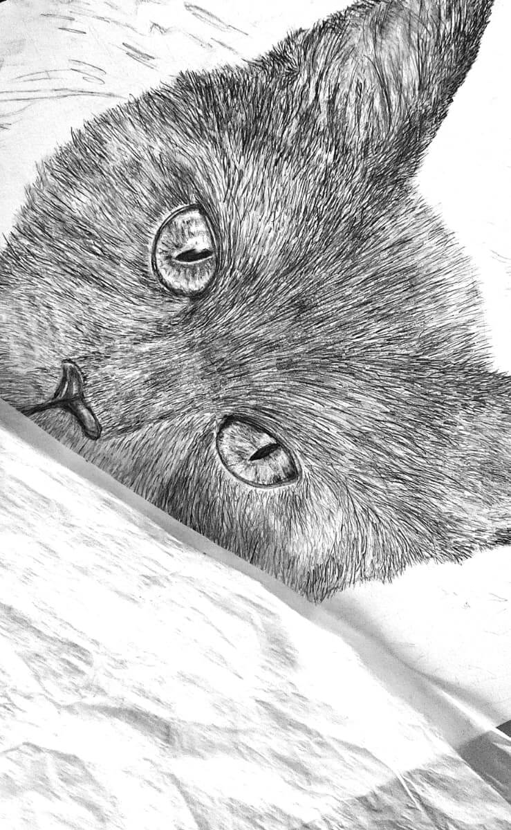 Close-up of a pencil drawing of a cat's face with detailed eyes and fur.