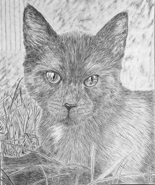 Detailed pencil drawing of a cat in a natural setting